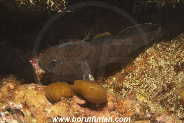 Piran, Slovenia, Adriatic sea, Mediterranean sea, Gobius paganellus, Gobius, Gobiidae, Rock goby, Goby, Fish