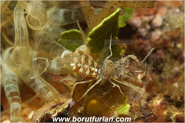 Piran, Slovenia, Adriatic sea, Mediterranean sea, Periclimenes amethysteus, Periclimenes, Palaemonidae, Decapoda, Glass shrimp, Shrimp, Crustacea, Crustacean