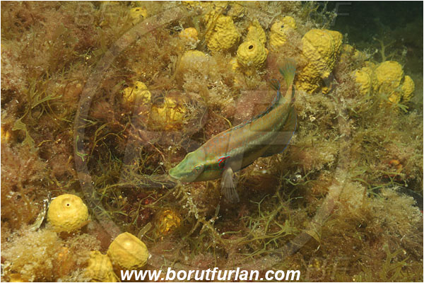 Piran, Slovenia, Adriatic sea, Mediterranean sea, Symphodus ocellatus, Symphodus, Labridae, Ocellated wrasse, Wrasse, Fish, Nesting