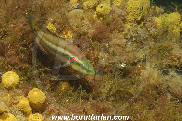 Piran, Slovenia, Adriatic sea, Mediterranean sea, Symphodus ocellatus, Symphodus, Labridae, Ocellated wrasse, Wrasse, Fish, Nesting