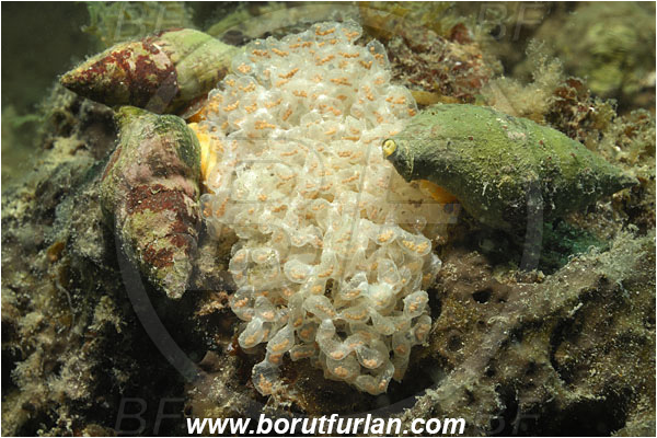 Piran, Slovenia, Adriatic sea, Mediterranean sea, Buccinulum sp., Buccinulum, Buccinidae, Whelk, Sea snail, Gastropoda, Mollusca, Mollusc, Reef, Eggs, Egg laying
