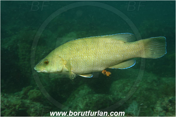 Piran, Slovenia, Adriatic sea, Mediterranean sea, Labrus merula, Labrus, Labridae, Brown wrasse, Wrasse, Fish, Defecation