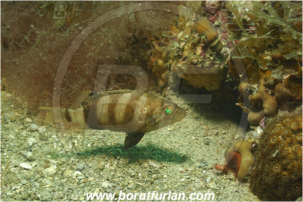 Piran, Slovenia, Adriatic sea, Mediterranean sea, Serranus hepatus, Serranus, Serranidae, Brown comber, Fish