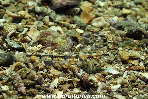 Piran, Slovenia, Adriatic sea, Mediterranean sea, Deltentosteus collonianus, Deltentosteus, Gobiidae, Toothed goby, Goby, Fish