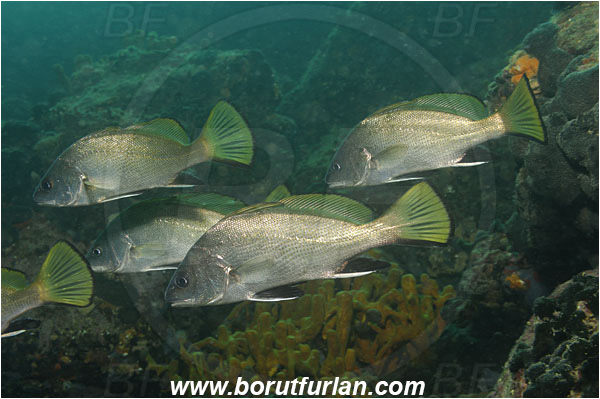 Piran, Slovenia, Adriatic sea, Mediterranean sea, Sciaena umbra, Sciaena, Sciaenidae, Brown meagre, Corb meager, Fish, Fish school, Reef