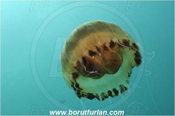 Piran, Slovenia, Adriatic sea, Mediterranean sea, Chrysaora hysoscella, Chrysaora, Pelagiidae, Scyphozoa, Cnidaria, Cnidarian, Compass jellyfish, Jellyfish