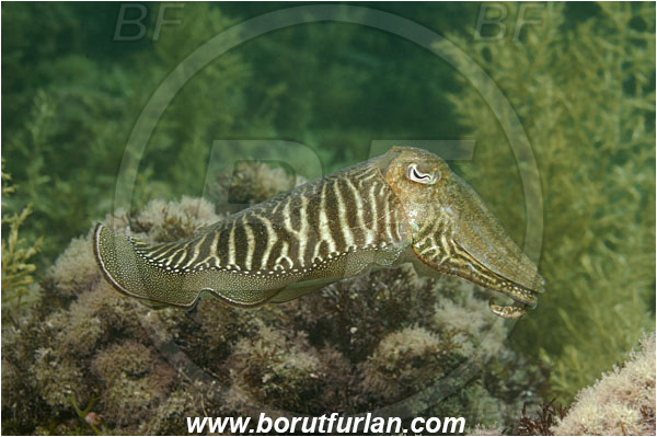 Piran, Slovenia, Adriatic sea, Mediterranean sea, Sepia officinalis, Sepia, Sepiidae, European cuttlefish, Common cuttlefish, Cuttlefish, Cephalopoda, Mollusca, Mollusc