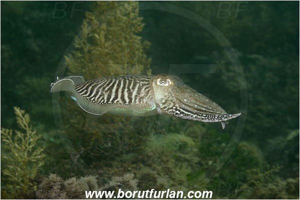 Piran, Slovenia, Adriatic sea, Mediterranean sea, Sepia officinalis, Sepia, Sepiidae, European cuttlefish, Common cuttlefish, Cuttlefish, Cephalopoda, Mollusca, Mollusc