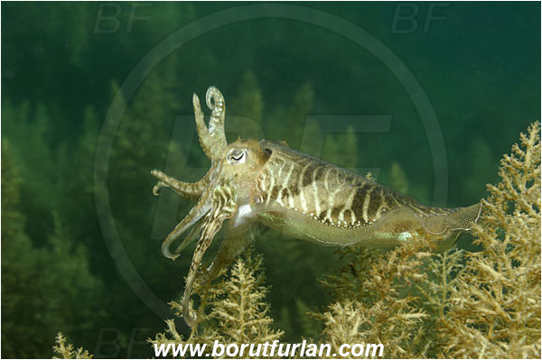 Piran, Slovenia, Adriatic sea, Mediterranean sea, Sepia officinalis, Sepia, Sepiidae, European cuttlefish, Common cuttlefish, Cuttlefish, Cephalopoda, Mollusca, Mollusc, Threatening pose