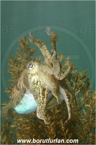 Piran, Slovenia, Adriatic sea, Mediterranean sea, Sepia officinalis, Sepia, Sepiidae, European cuttlefish, Common cuttlefish, Cuttlefish, Cephalopoda, Mollusca, Mollusc, Threatening pose