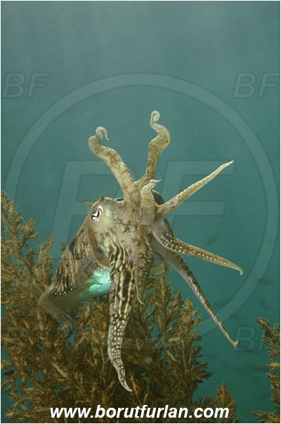 Piran, Slovenia, Adriatic sea, Mediterranean sea, Sepia officinalis, Sepia, Sepiidae, European cuttlefish, Common cuttlefish, Cuttlefish, Cephalopoda, Mollusca, Mollusc, Threatening pose