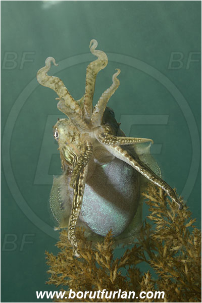 Piran, Slovenia, Adriatic sea, Mediterranean sea, Sepia officinalis, Sepia, Sepiidae, European cuttlefish, Common cuttlefish, Cuttlefish, Cephalopoda, Mollusca, Mollusc, Threatening pose