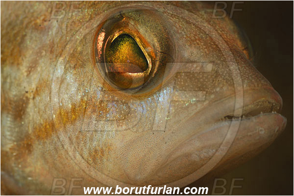 Piran, Slovenia, Adriatic sea, Mediterranean sea, Serranus hepatus, Serranus, Serranidae, Brown comber, Fish, Portrait