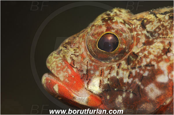 Piran, Slovenia, Adriatic sea, Mediterranean sea, Gobius cruentatus, Gobius, Gobiidae, Red-mouthed goby, Goby, Fish, Portrait