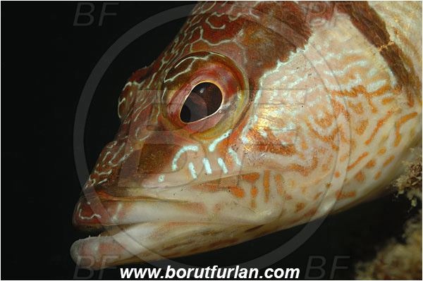 Piran, Slovenia, Adriatic sea, Mediterranean sea, Serranus scriba, Serranus, Serranidae, Painted comber, Fish, Portrait