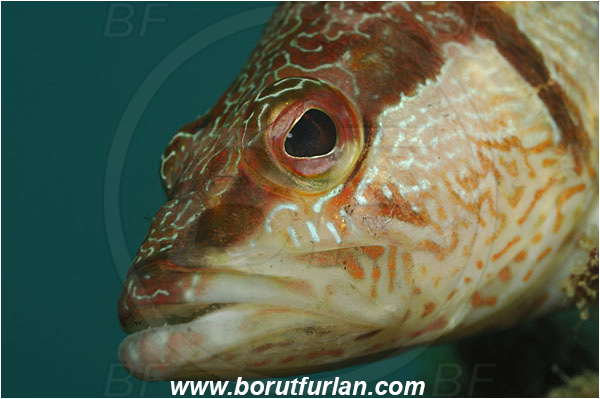 Piran, Slovenia, Adriatic sea, Mediterranean sea, Serranus scriba, Serranus, Serranidae, Painted comber, Fish, Portrait