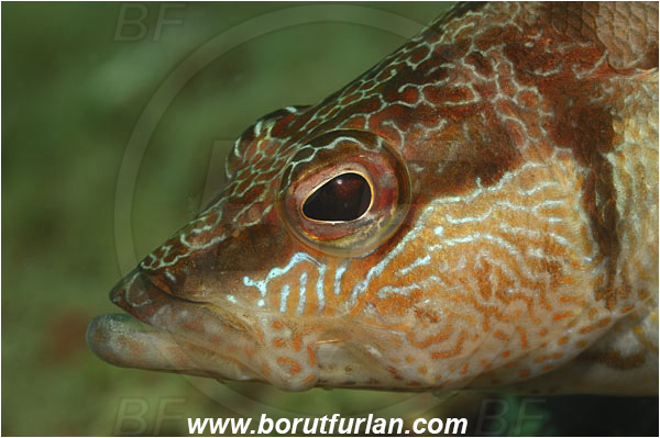 Piran, Slovenia, Adriatic sea, Mediterranean sea, Serranus scriba, Serranus, Serranidae, Painted comber, Fish, Portrait