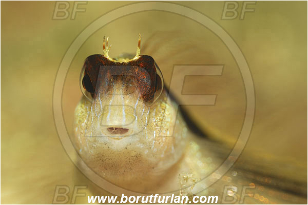 Piran, Slovenia, Adriatic sea, Mediterranean sea, Parablennius rouxi, Parablennius, Blenniidae, Longstriped blenny, Blenny, Fish, Portrait