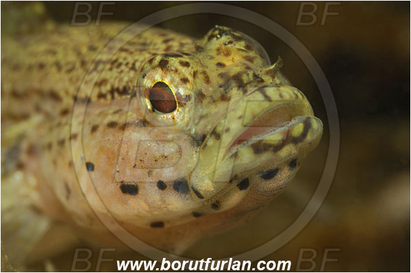 Piran, Slovenia, Adriatic sea, Mediterranean sea, Gobius bucchichi, Gobius, Gobiidae, Bucchich