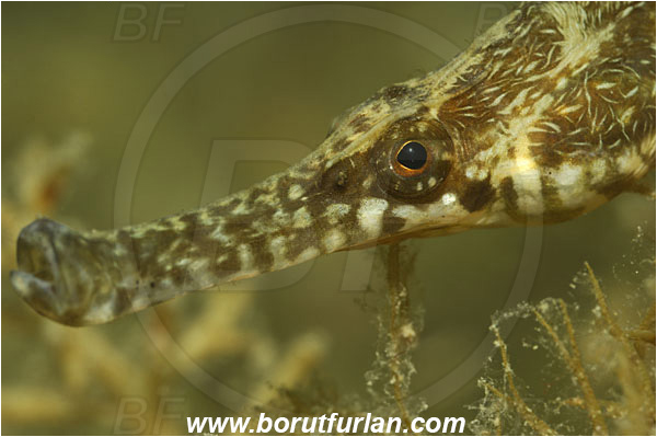 Piran, Slovenia, Adriatic sea, Mediterranean sea, Syngnathus sp., Syngnathus, Syngnathidae, Pipefish, Fish, Portrait