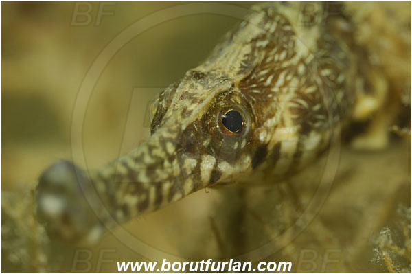 Piran, Slovenia, Adriatic sea, Mediterranean sea, Syngnathus sp., Syngnathus, Syngnathidae, Pipefish, Fish, Portrait