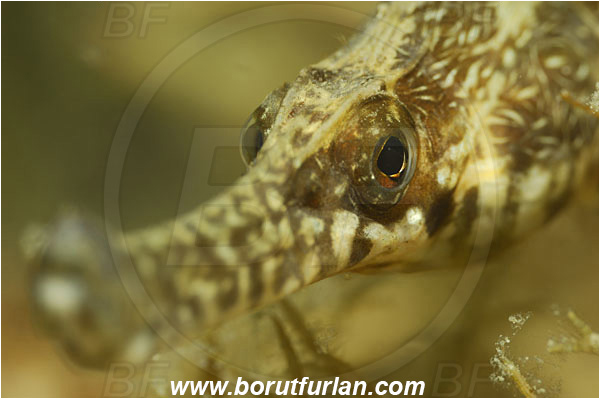 Piran, Slovenia, Adriatic sea, Mediterranean sea, Syngnathus sp., Syngnathus, Syngnathidae, Pipefish, Fish, Portrait