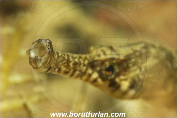 Piran, Slovenia, Adriatic sea, Mediterranean sea, Syngnathus sp., Syngnathus, Syngnathidae, Pipefish, Fish, Portrait
