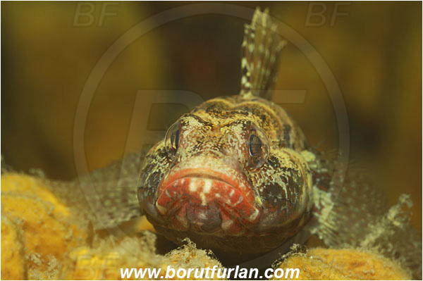Piran, Slovenia, Adriatic sea, Mediterranean sea, Gobius cruentatus, Gobius, Gobiidae, Red-mouthed goby, Goby, Fish, Portrait
