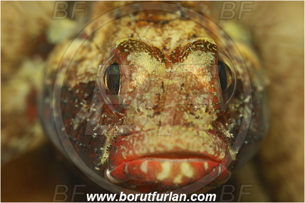 Piran, Slovenia, Adriatic sea, Mediterranean sea, Gobius cruentatus, Gobius, Gobiidae, Red-mouthed goby, Goby, Fish, Portrait