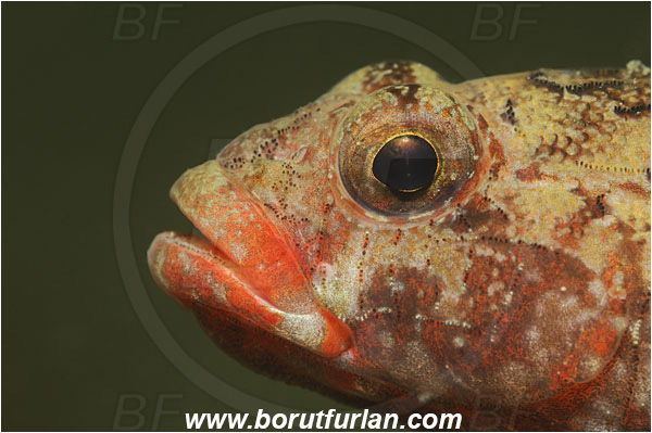 Piran, Slovenia, Adriatic sea, Mediterranean sea, Gobius cruentatus, Gobius, Gobiidae, Red-mouthed goby, Goby, Fish, Portrait
