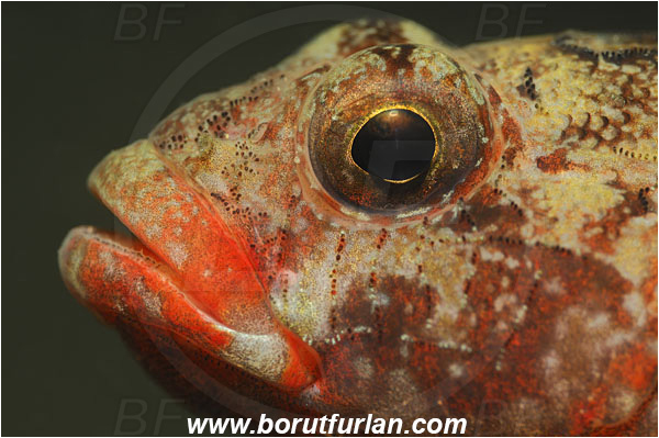 Piran, Slovenia, Adriatic sea, Mediterranean sea, Gobius cruentatus, Gobius, Gobiidae, Red-mouthed goby, Goby, Fish, Portrait
