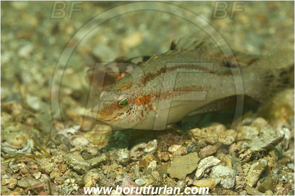 Piran, Slovenia, Adriatic sea, Mediterranean sea, Symphodus cinereus, Symphodus, Labridae, Grey wrasse, Wrasse, Fish, Mating, Nesting