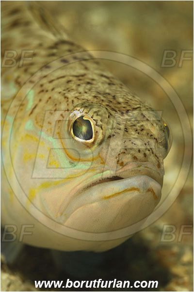 Piran, Slovenia, Adriatic sea, Mediterranean sea, Trachinus draco, Trachinus, Trachinidae, Greater weever, Weever, Fish, Portrait