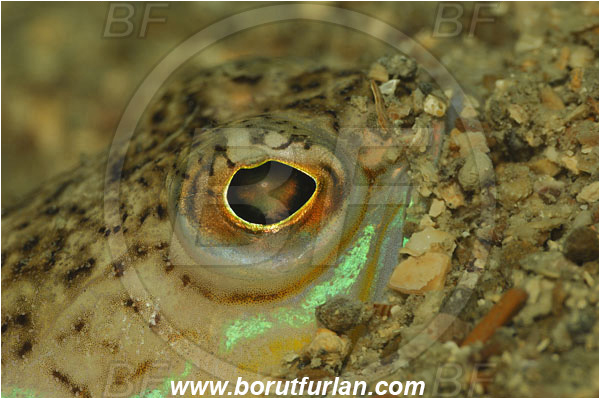 Piran, Slovenia, Adriatic sea, Mediterranean sea, Trachinus draco, Trachinus, Trachinidae, Greater weever, Weever, Fish, Portrait, Buried in the sand