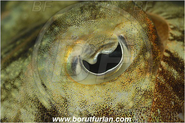 Piran, Slovenia, Adriatic sea, Mediterranean sea, Sepia officinalis, Sepia, Sepiidae, European cuttlefish, Common cuttlefish, Cuttlefish, Cephalopoda, Mollusca, Mollusc, Eye