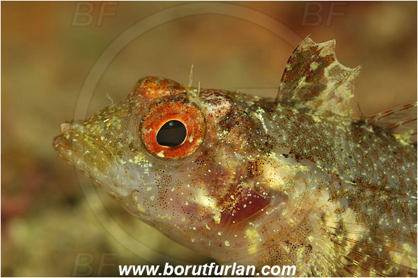 Piran, Slovenia, Adriatic sea, Mediterranean sea, Tripterygion tripteronotum, Tripterygion, Tripterygiidae, Red-black triplefin, Triplefin, Fish, Female, Portrait