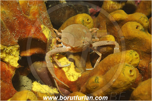 Piran, Slovenia, Adriatic sea, Mediterranean sea, Ilia nucleus, Ilia, Leucosiidae, Decapoda, Crustacea, Crustacean, Pebble Crab, Crab