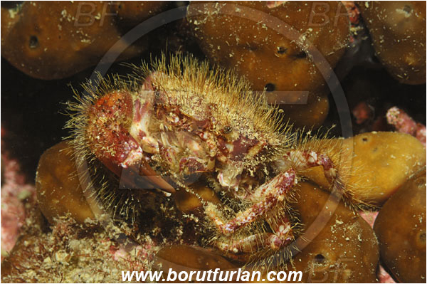 Piran, Slovenia, Adriatic sea, Mediterranean sea, Pilumnus hirtellus, Pilumnus, Pilumnidae, Decapoda, Crustacea, Crustacean, Bristly crab, Hairy crab, Crab