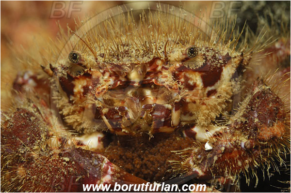 Piran, Slovenia, Adriatic sea, Mediterranean sea, Pilumnus hirtellus, Pilumnus, Pilumnidae, Decapoda, Crustacea, Crustacean, Bristly crab, Hairy crab, Crab, Portrait
