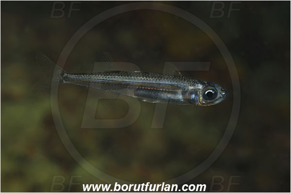 Piran, Slovenia, Adriatic sea, Mediterranean sea, Atherina hepsetus, Atherina, Atherinidae, Mediterranean sand smelt, Smelt, Fish