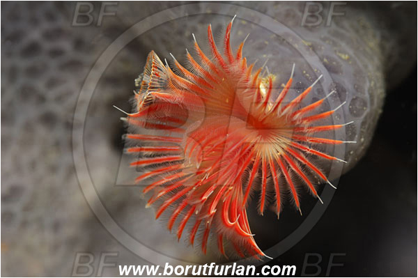 Piran, Slovenia, Adriatic sea, Mediterranean sea, Serpula vermicularis, Serpula, Serpulidae, Red tube worm, Plume worm, Worm, Polychaeta, Abstract