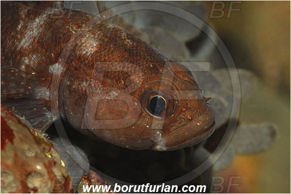 Piran, Slovenia, Adriatic sea, Mediterranean sea, Gobius paganellus, Gobius, Gobiidae, Rock goby, Goby, Fish, Portrait