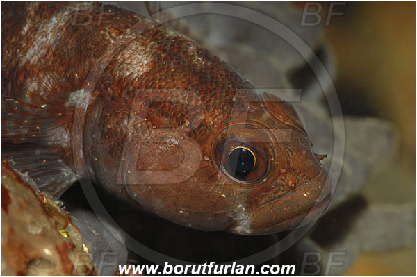 Piran, Slovenia, Adriatic sea, Mediterranean sea, Gobius paganellus, Gobius, Gobiidae, Rock goby, Goby, Fish, Portrait