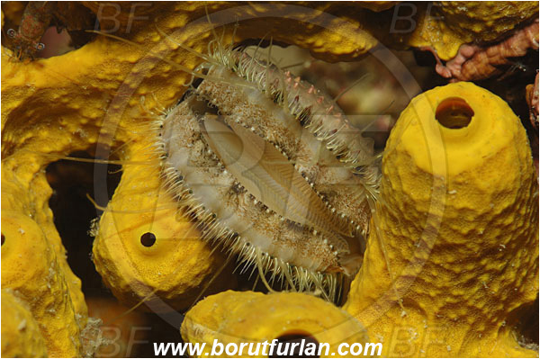 Piran, Slovenia, Adriatic sea, Mediterranean sea, Lima sp., Lima, Limidae, File clam, Bivalvia, Mollusca, Mollusc, Shell