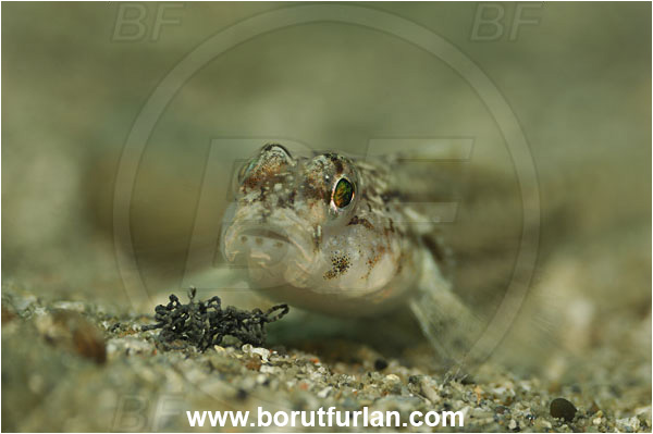 Piran, Slovenia, Adriatic sea, Mediterranean sea, Gobius fallax, Gobius, Gobiidae, Serato