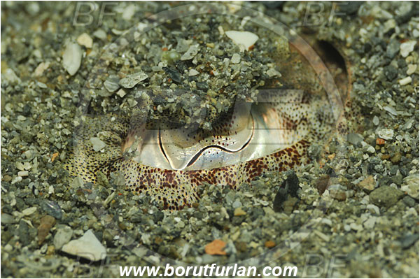 Piran, Slovenia, Adriatic sea, Mediterranean sea, Sepia officinalis, Sepia, Sepiidae, European cuttlefish, Common cuttlefish, Cuttlefish, Cephalopoda, Mollusca, Mollusc, Eye, Buried in the sand