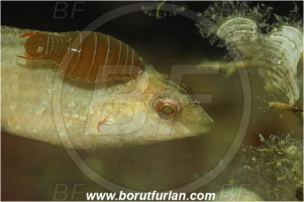 Piran, Slovenia, Adriatic sea, Mediterranean sea, Symphodus cinereus, Symphodus, Labridae, Grey wrasse, Wrasse, Fish, Portrait, Anilocra physodes, Anilocra, Parasitic isopod, Parasite, Isopod, Cymothoidae, Malacostraca, Crustacea, Crustacean, Parasitism