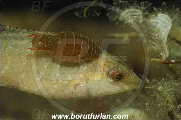 Piran, Slovenia, Adriatic sea, Mediterranean sea, Symphodus cinereus, Symphodus, Labridae, Grey wrasse, Wrasse, Fish, Portrait, Anilocra physodes, Anilocra, Parasitic isopod, Parasite, Isopod, Cymothoidae, Malacostraca, Crustacea, Crustacean, Parasitism