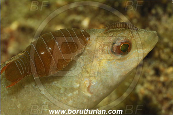 Piran, Slovenia, Adriatic sea, Mediterranean sea, Symphodus cinereus, Symphodus, Labridae, Grey wrasse, Wrasse, Fish, Portrait, Anilocra physodes, Anilocra, Parasitic isopod, Parasite, Isopod, Cymothoidae, Malacostraca, Crustacea, Crustacean, Parasitism