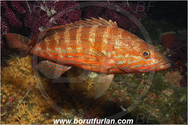 Island Cres, Croatia, Adriatic sea, Mediterranean sea, Serranus cabrilla, Serranus, Serranidae, Comber, Fish